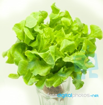 Fresh Green Lettuce On White  Background Stock Photo