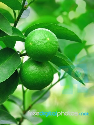 Fresh Green Lime Stock Photo