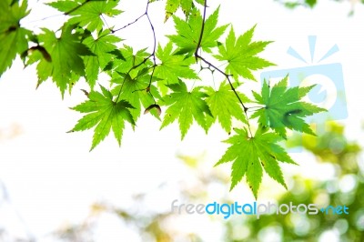 Fresh Green Maple Leaves With Soft Focus Stock Photo