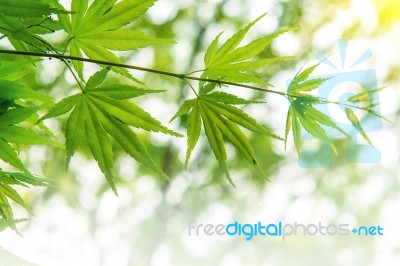 Fresh Green Maple Leaves With Soft Focus Stock Photo