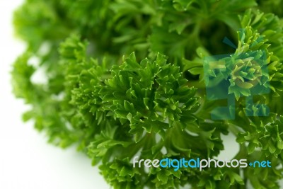 Fresh Green Parsley On White Background Stock Photo