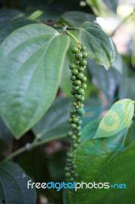 Fresh Green Pepper Stock Photo