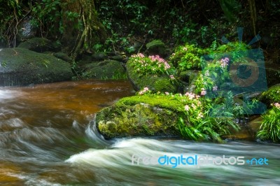 Fresh Green Plant And Pink Flower On Rock In Middle Mun Dang Wat… Stock Photo