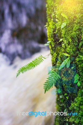 Fresh Green Plant On Rock In Middle Mun Dang Waterfall Rain Seas… Stock Photo