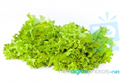 Fresh Green Salad Lettuce Stock Photo