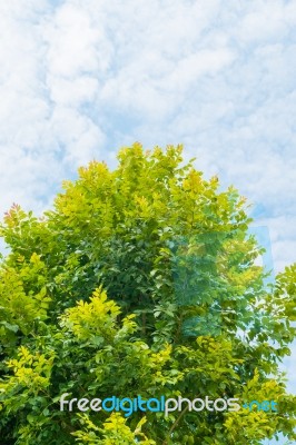 Fresh Green Trees And White Cloud In The Blue Sky Stock Photo