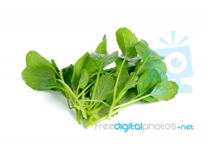 Fresh Green Turnip On The White Background Stock Photo