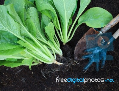 Fresh  Green Vegetable Leaves With Gardening Tool In Home Garden… Stock Photo