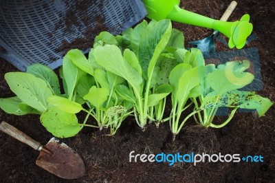 Fresh Green Vegetable Leaves With Gardening Tool In Home Garden Stock Photo