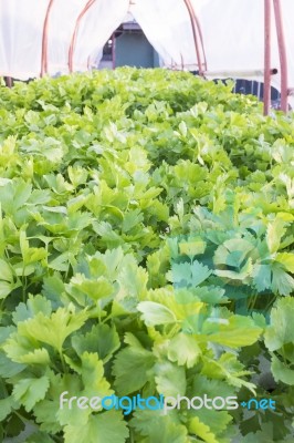 Fresh Green Vegetable Salad Stock Photo