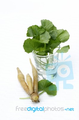 Fresh Herbs Stock Photo