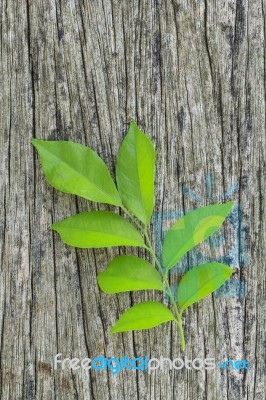 Fresh Leaves On Ole Wood Stock Photo