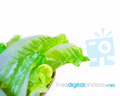 Fresh Lettuce Stock Photo