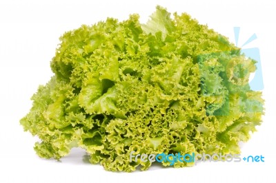 Fresh Lettuce Stock Photo