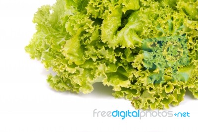 Fresh Lettuce Stock Photo