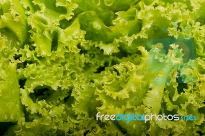 Fresh Lettuce Stock Photo