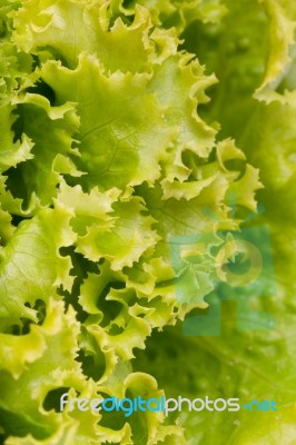 Fresh Lettuce Stock Photo