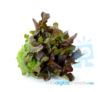 Fresh Lettuce Leaves Isolated On White Stock Photo