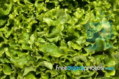 Fresh Lettuce Texture Stock Photo