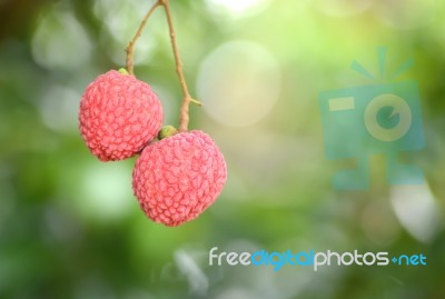 Fresh Lichi On Tree Stock Photo