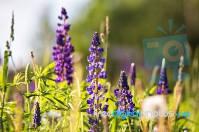 Fresh Lupine Close-up Blooming In Spring. Purple Lupine Flowers Stock Photo