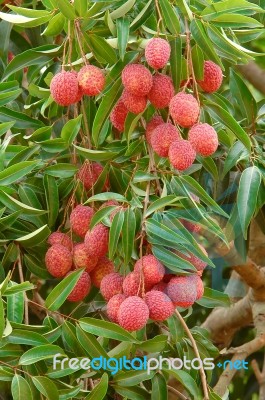 Fresh Lychee On Tree Stock Photo