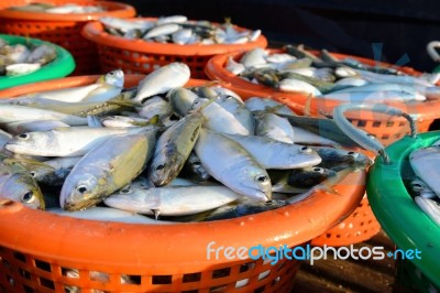 Fresh Mackerel Fishes In The Plastic Basket For Sale Stock Photo