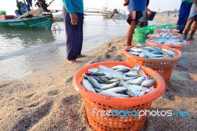 Fresh Mackerel Fishes In The Plastic Basket For Sale Stock Photo