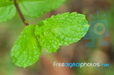 Fresh Mint Stock Photo