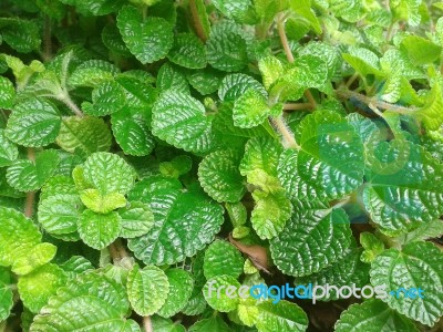 Fresh Mint Stock Photo