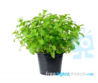 Fresh Mint Herb Isolated On A Pot Over White Stock Photo