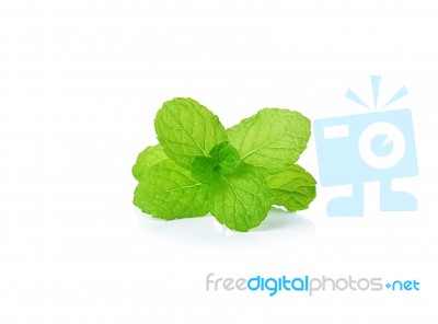 Fresh Mint Isolated On A White Background Stock Photo