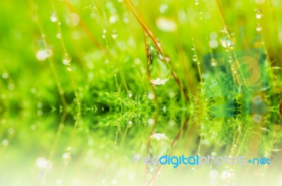 Fresh Moss And Water Drops In Green Nature Stock Photo