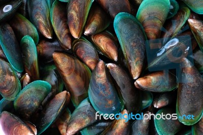 Fresh Mussels Stock Photo