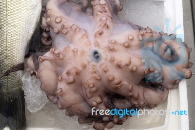 Fresh Octopus  At The Food Market Stock Photo