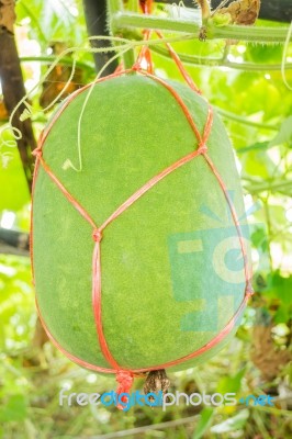 Fresh Of Green Winter Melon On The Tree Stock Photo