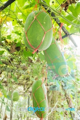 Fresh Of Green Winter Melon On The Tree Stock Photo