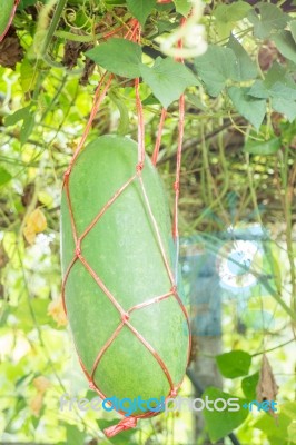 Fresh Of Green Winter Melon On The Tree Stock Photo