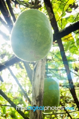 Fresh Of Green Winter Melon On The Tree Stock Photo