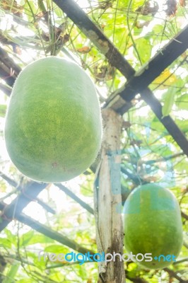 Fresh Of Green Winter Melon On The Tree Stock Photo