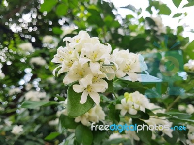 Fresh Orange Jessamine Flowers Stock Photo