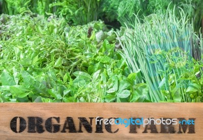 Fresh Organic Produce In Wooden Box Stock Photo