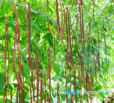 Fresh Organic Violet Kidney Beans Stock Photo