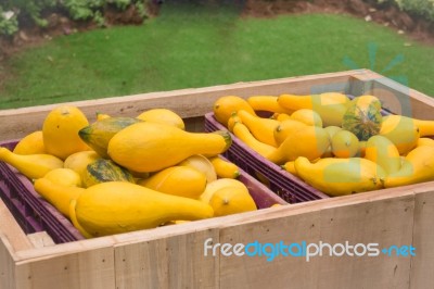 Fresh Organic Yellow Squash At Food Festival Stock Photo