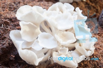 Fresh Oyster Mushrooms For Display Stock Photo