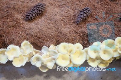 Fresh Oyster Mushrooms For Display Stock Photo