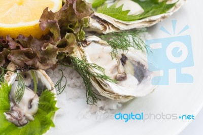 Fresh Oysters Stock Photo