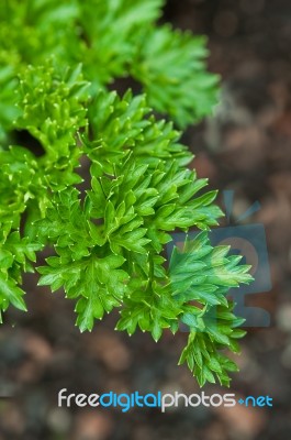 Fresh Parsley Stock Photo