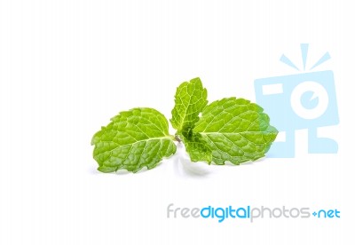 Fresh Pepermint On White Background Stock Photo