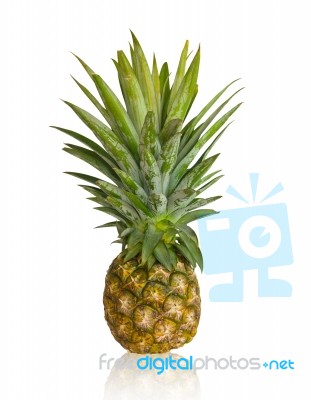 Fresh Pineapple Stock Photo